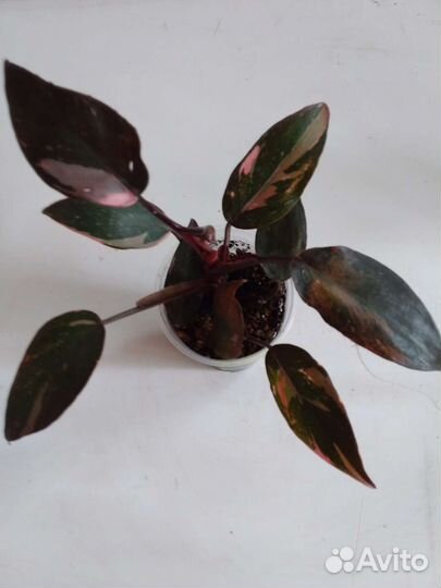 Филодендроны