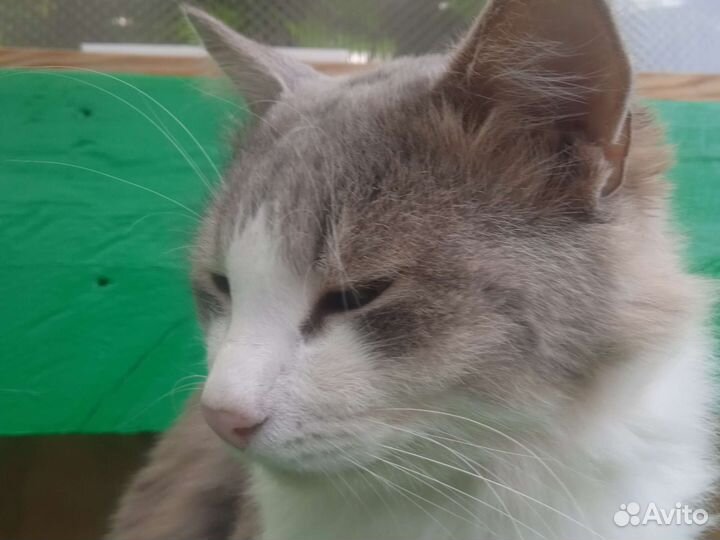 Ласковый кот алергия