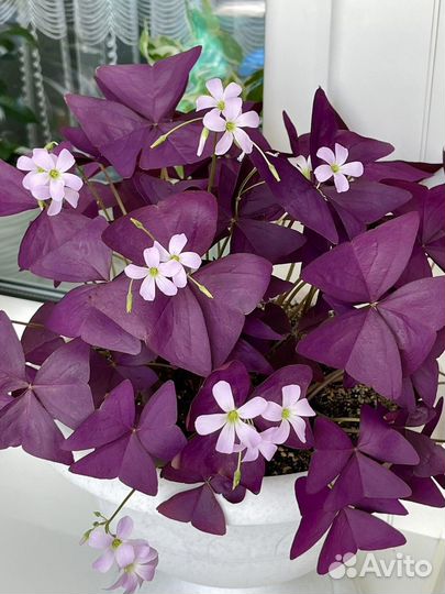 Кислица фиолетовая Oxalis Burgundy Wine