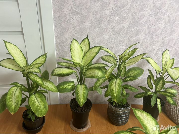 Диффенбахия