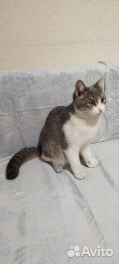 Кошка