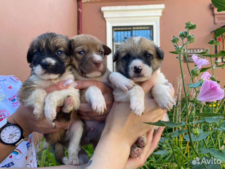 Собака в добрые руки