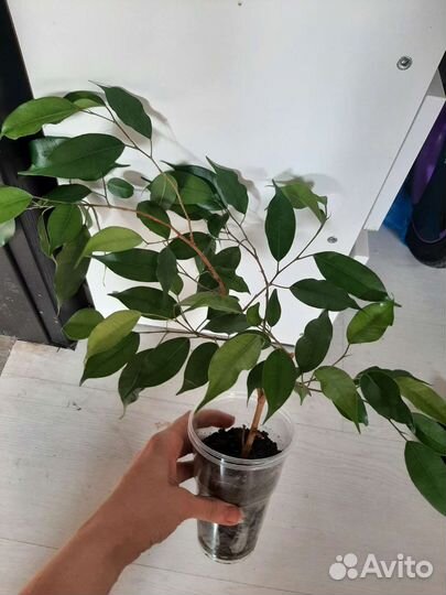Фикус бенджамина