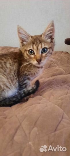 Кошка в дар