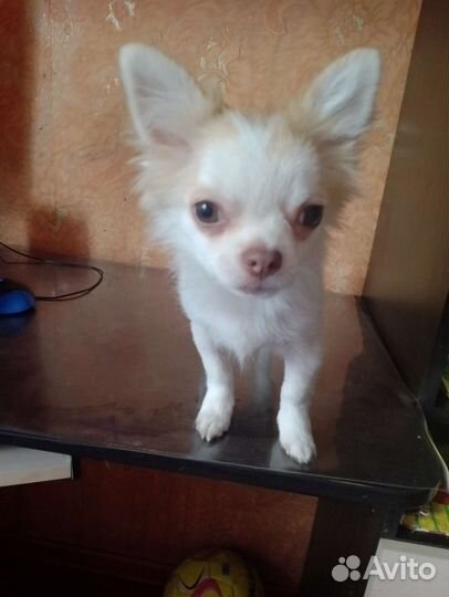 Чихуахуа mini вязка