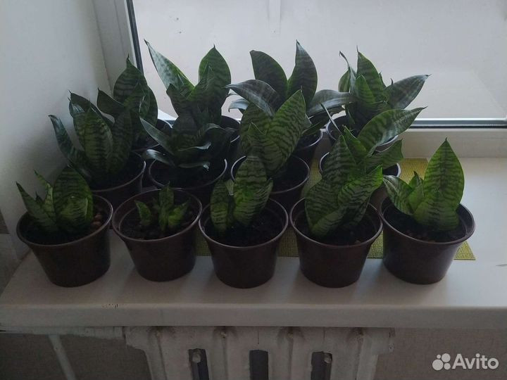 Сансевиерия ханни