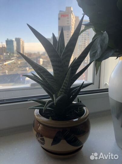 Суккуленты Алоэ тигровое (Aloe Variegata)