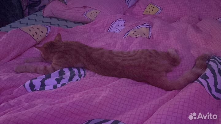 Рыжий котенок мальчик в добрые руки