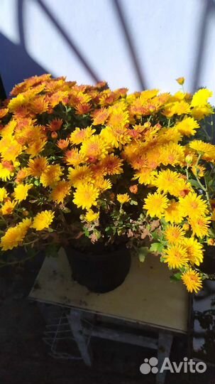 Хризантема мультифлора