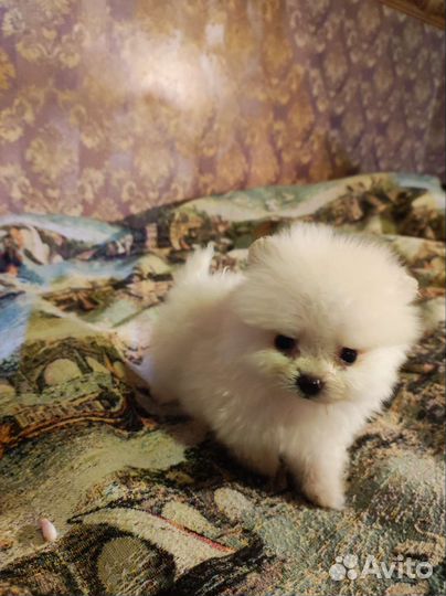 Продаются щенки померанского шпица