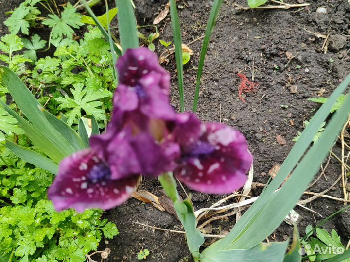 Ирисы бородатые