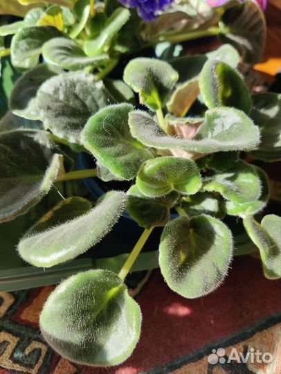 Цветущие фиалки