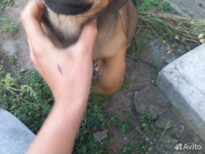 Собака в добрые руки