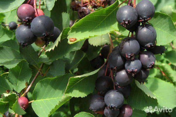 Саженец взрослой Ирги