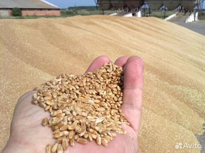 Зерно Ячмень, пшеница, рулон соломы