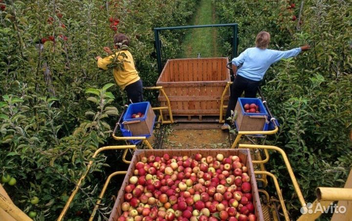 Разнорабочий по сборке яблок с проживанием