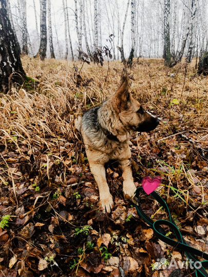 Продам щенков немецкой овчарки