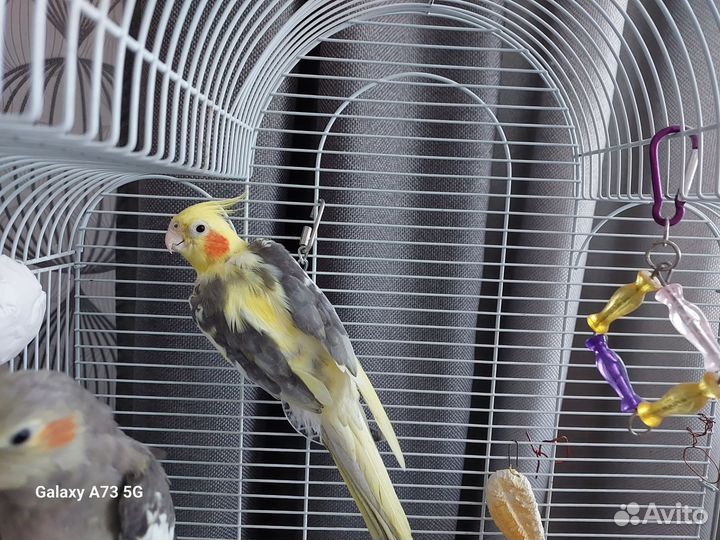 Попугай корелла