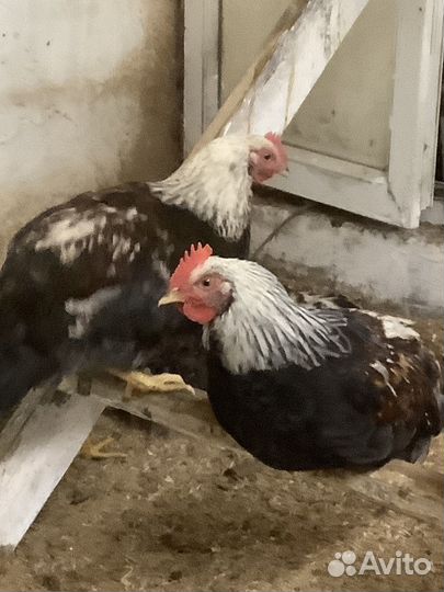 Петух загорской-лососевой