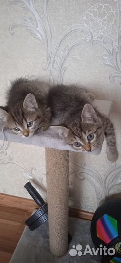 Котята в добрые руки даром