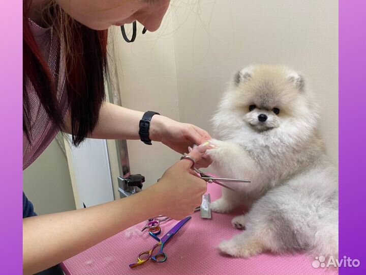 Груминг. Стрижка собак и кошек