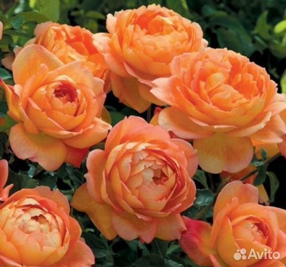 Саженцы Английских Роз (шраб) Пэт Остин/Pat Austin