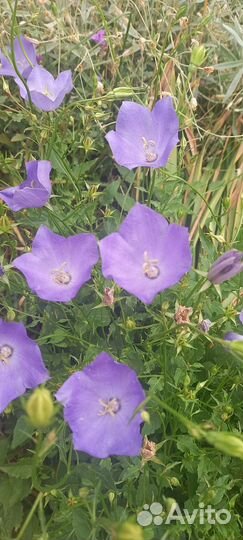 Колокольчик Карпатский