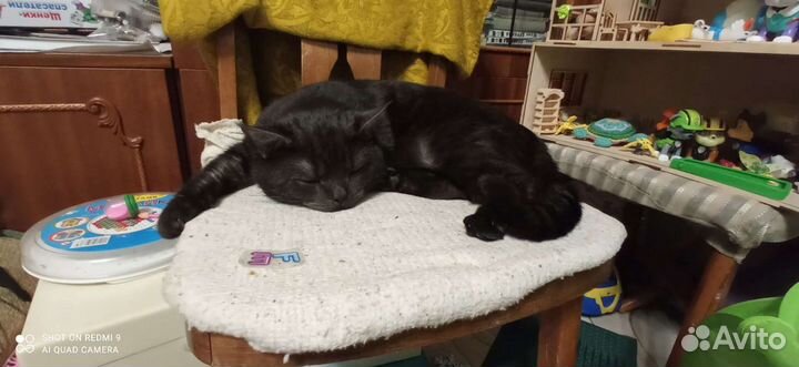 Британский кот вязка