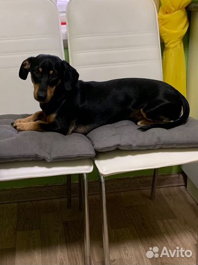 Такса Вязка