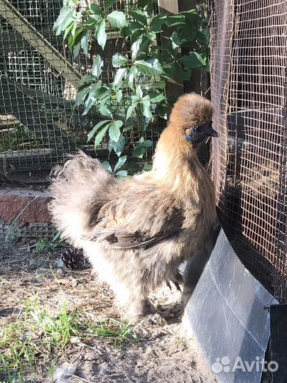 Куры китайские шелковые пуховые