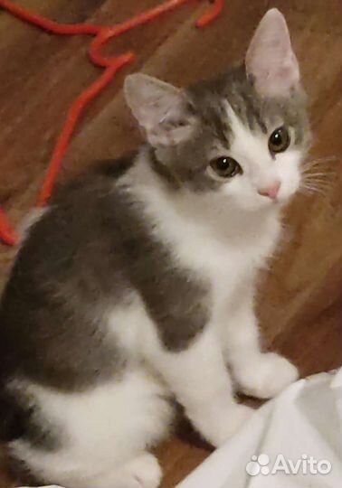 Отдам котят в хорошие руки