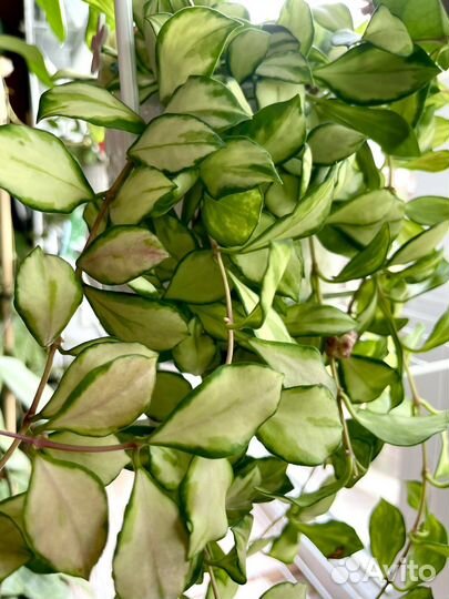 Хойя Аустрализ Лиза