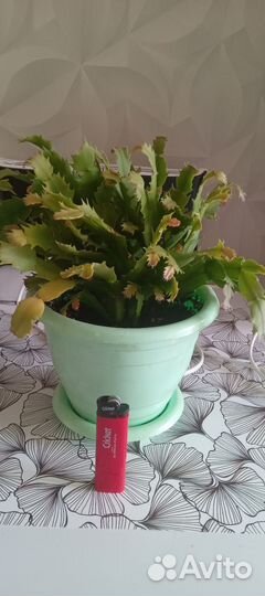 Декабрист шлюмбергера(Дарк Ева)с горшками