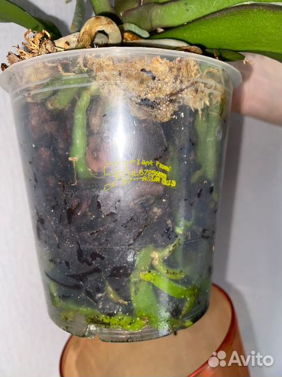 Орхидея фаленопсис