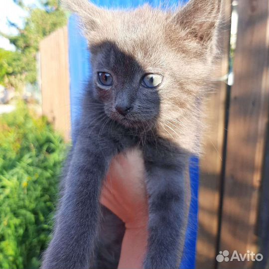 Кошки в добрые руки