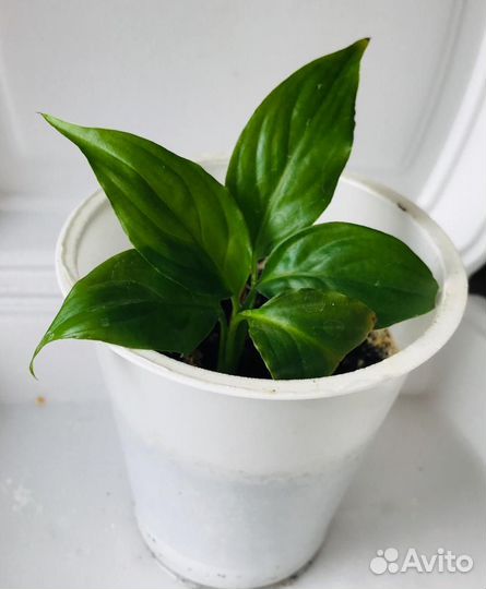 Цветок женское счастье