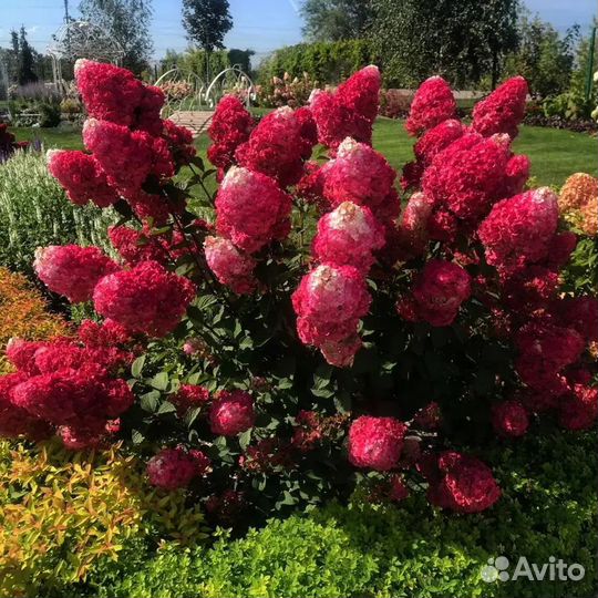 Сибирские зимостойкие саженцы