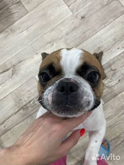 Французский бульдог
