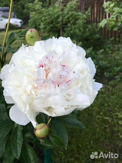 Кусты пиона