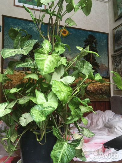 Растение комнатное-лиана