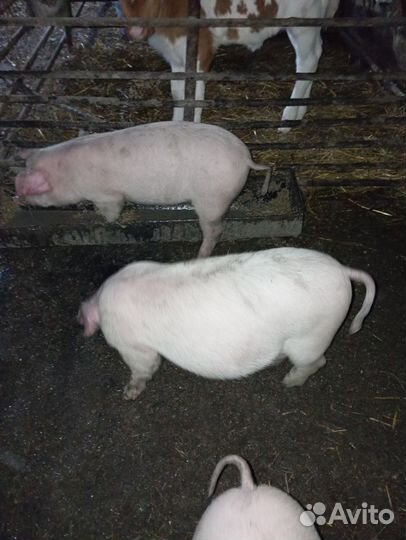Поросята 2 месяца
