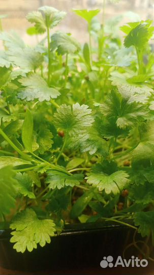 Набор для выращивания микрозелени