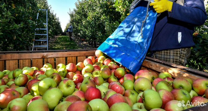 Работник по сборке яблок в саду