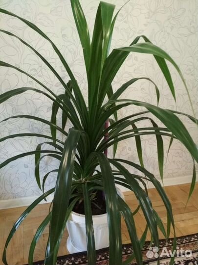 Большой цветок домашний