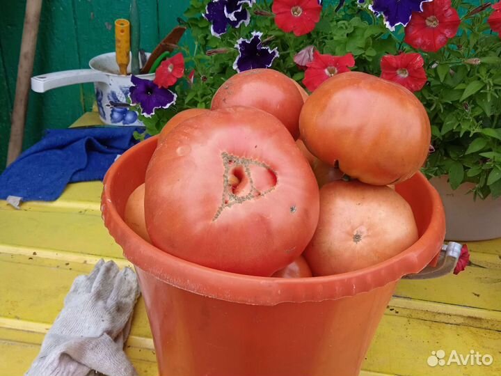 Огурцы помидоры домашние