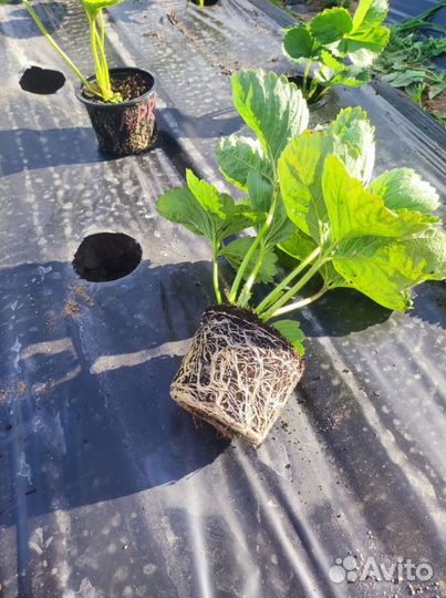 Земклуника Купчиха, земляника садовая Априка, Азия