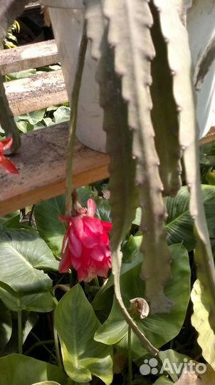 Сансевьера