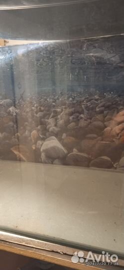 Аквариум огромных размеров