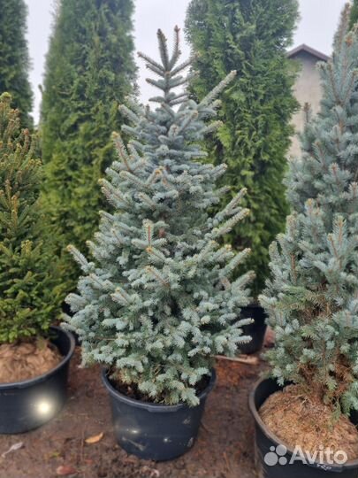 Ель Ольденбург голубая пышная ель