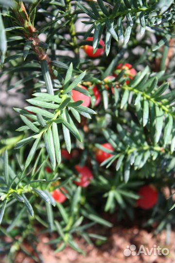 Тисс ягодный 